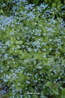 Kaukasus-Vergissmeinicht - Brunnera macrophylla 'Jack Frost' Kaukasus-Vergissmeinicht - Brunnera macrophylla 'Jack Frost'